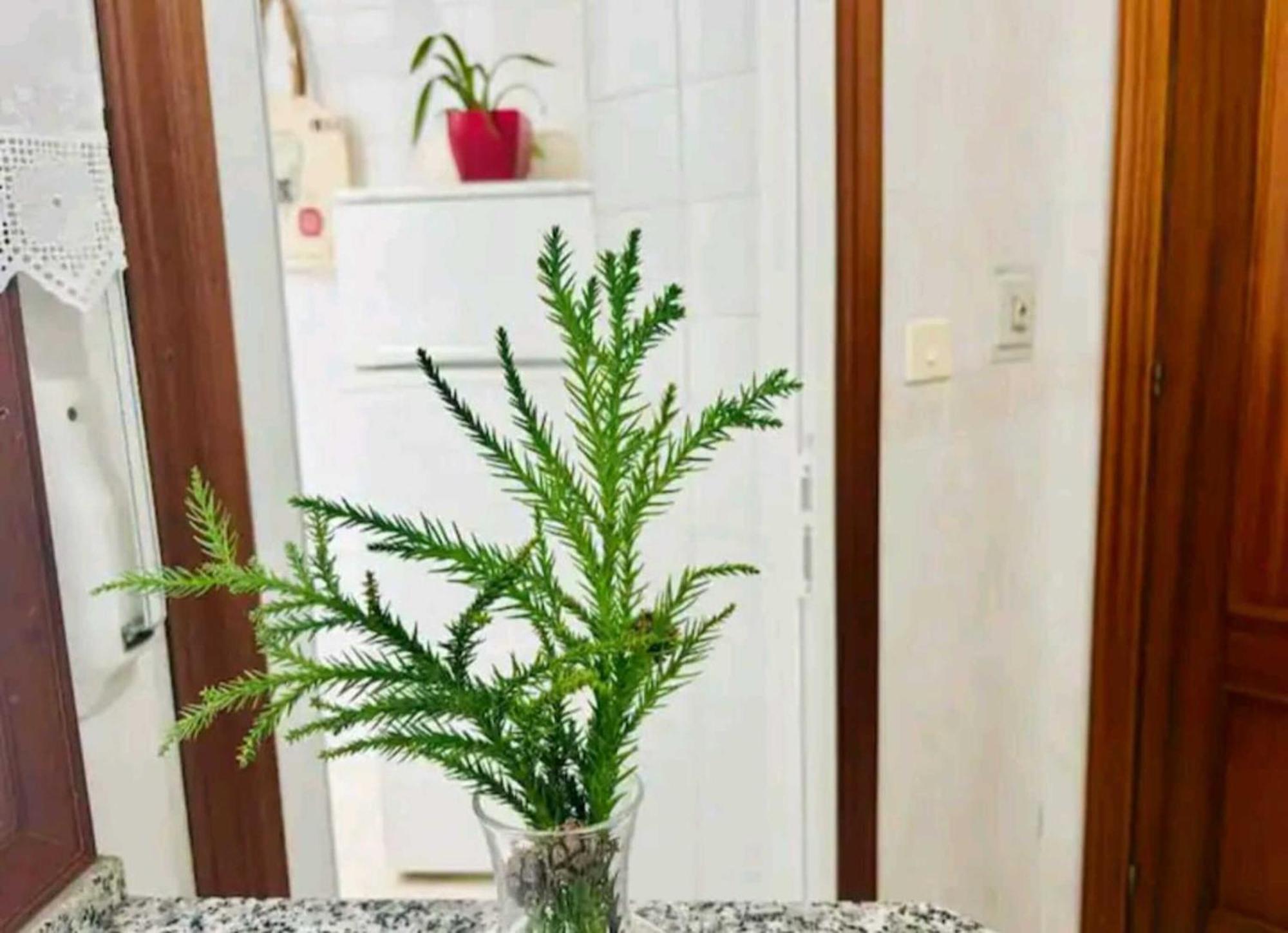 Holibai, Andurina, Piso Vintage, Centrico, Acepta Mascotas, Baiona Διαμέρισμα Εξωτερικό φωτογραφία